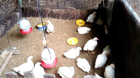 Cara Beternak Ayam Potong Modal Kecil